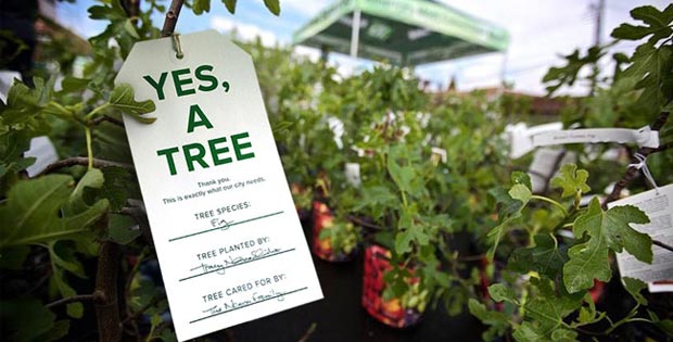 yes-a-tree