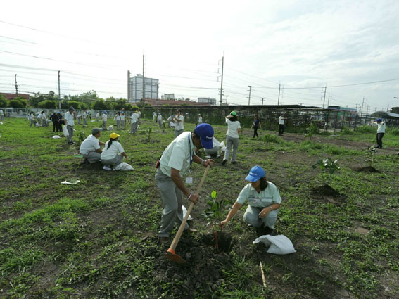 Panasonic Treeplanting (6)