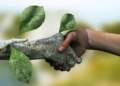 حفظ محیط زیست