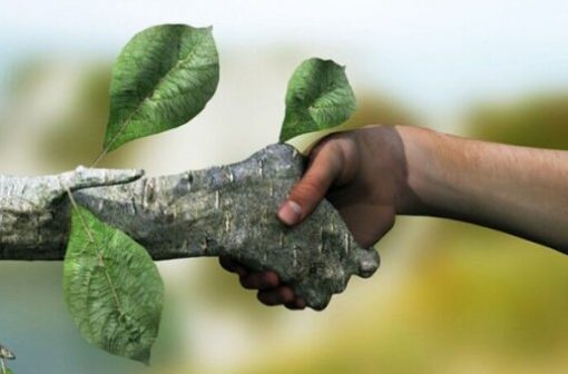 حفظ محیط زیست