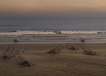 کیا اسپورتیج