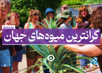 گرانترین میوه های جهان