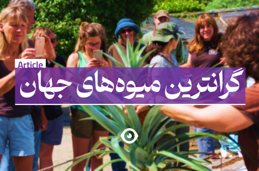 گرانترین میوه های جهان
