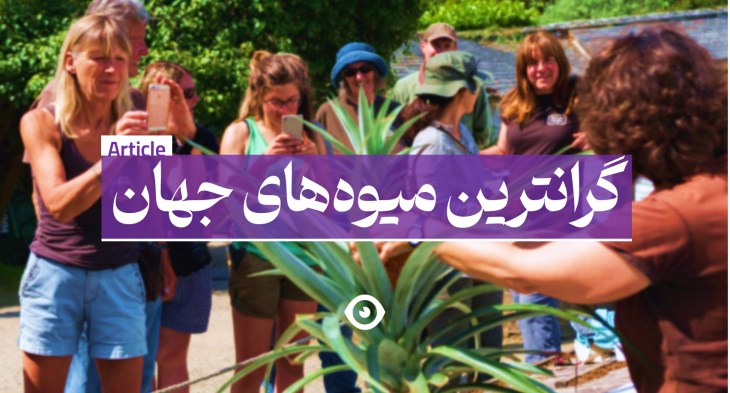 گرانترین میوه های جهان