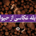 مسابقه عکاسی از حیوانات