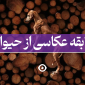 مسابقه عکاسی از حیوانات