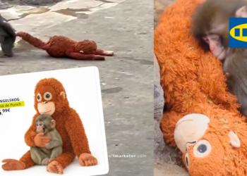 وایرال شدن عروسک IKEA