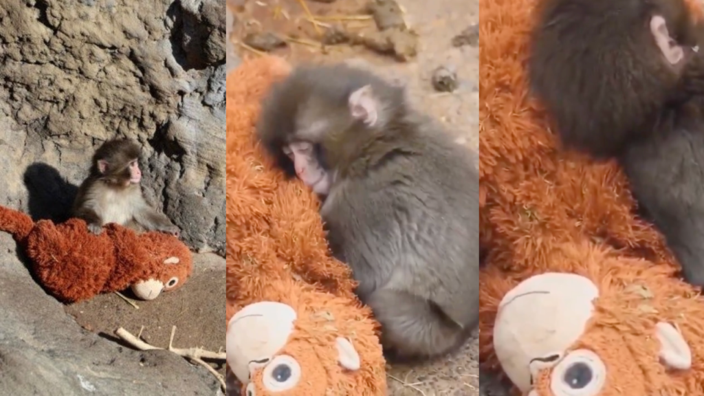 اورانگوتان ایکیا